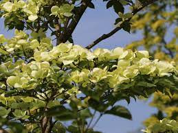 Bred for excellent flowering of c. Japanischer Blumen Hartriegel Venus Cornus Kousa Venus Baumschule Horstmann