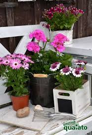 Piante da siepe in vaso resistenti al freddo: 12 Piante Fiorite Da Esterno Per Abbellire Il Giardino O Il Terrazzo