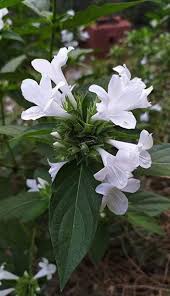Image result for Barleria lugardii