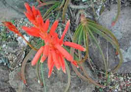 Image result for Aloe arborescens × inyangensis