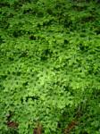 Image result for Selaginella goudotiana