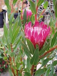 Image result for Protea rupestris