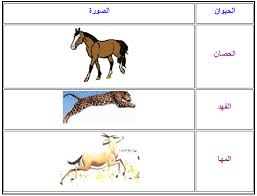 أنواع التنقل عند الحيوانات أنماط التنقل عند الحيوانات