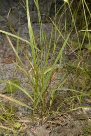 Image result for Agrostis kilimandscharica