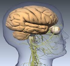 Gallery The Biodigital Human Human Human Body Gallery