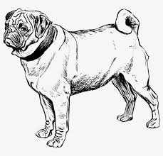 Maybe you would like to learn more about one of these? Pug Drawing T Realistic Dog Colouring Pages 800x714 Png Download Pngkit