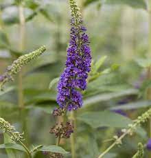 Arbre à papillons empire blue sur tige nom latin : Buddleja Davidii Empire Blue Schmetterlingsstrauch Sommerflieder Im Pflanzenshop