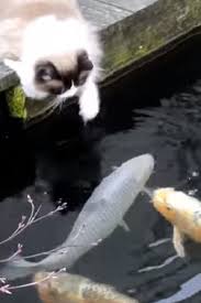 When You See This Cat S Best Friend You Re Going To Smile Video Cat Facts Crazy Cats Cats And Kittens