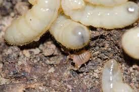 It looks like a shrimp; Where Do Crickets Lay Eggs Pest Control Zone