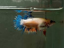 Female Fancy Crown Tail Betta