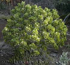 Image result for Kalanchoe velutina