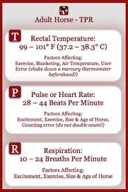 Equine Vital Signs Vital Signs Horse Health Horse Lessons