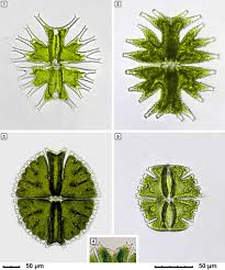 Image result for Micractis