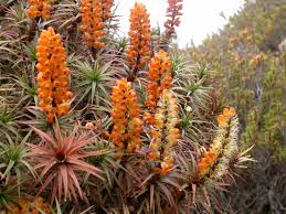 Image result for Scoparia