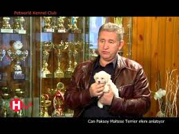 Maltese Terrier Irkinin Ozellikleri Ve Bakimini Can Paksoy Anlatiyor Youtube