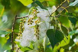 Ornamental cherry trees produce fruit also, unless the genes have been totally bred out of them in. Poplar Tree Female Fruit Capsule Seeds Fluffy Populus Nigra Cotton Poplar Piboule Black Poplar Pikist