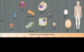 We did not find results for: 9 1 Introduction To Cells Biology Libretexts