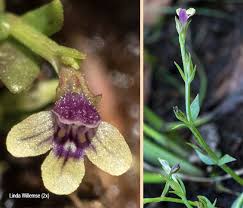 Image result for Crepidorhopalon