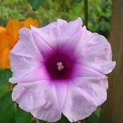 Image result for Ipomoea mauritiana