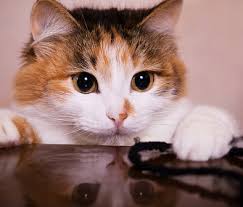 Lock away your cleaning supplies and while on the topic of house plants, some cats consider plant pots to be a great sandbox to play in or. Adopted A New Kitten How To Kitten Proof Your Home