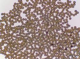 Image result for Russula flavida