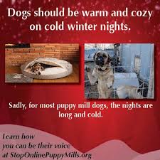 Being A Puppy Mill Dog Is Even More Painful In The Winter Most Are Kept In Cold Cages With Little Heat And No Blanke Puppy Mills Puppies Animal Rescue Stories