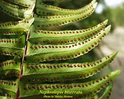 Image result for Nephrolepis