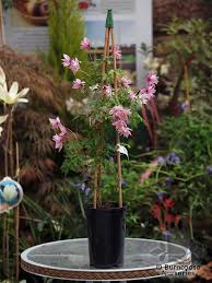 We did not find results for: Clematis Macropetala Markham S Pink From Burncoose Nurseries