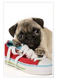 dogs sneakers poster google search sneaker posters dogs poster