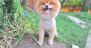 elit yavru pomeranian booirkinin ozellikleri bakimi beslenmesi ve egitimi http www elityavru com kopek irklari pomeranian kopek egitimi kopek yavru kopek