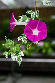 Garden Canes Argos Gardenvines Morning Glory Flowers Garden Vines Pretty Flowers