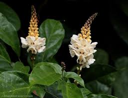 Image result for Strephonema sericeum