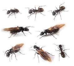 Learn how to get rid of carpenter ants quickly using our diy carpenter ant treatment guide. What Gets Rid Of Ants The Best Solutions