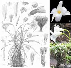 Image result for Velloziaceae