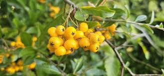 Image result for Pyracantha coccinea soleil d'or