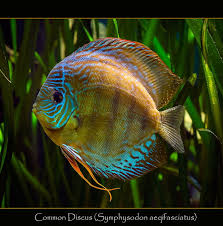 Pin On Beautiful Fishes