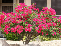 Image result for Bougainvillea