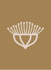 Image result for Ferraria glutinosa