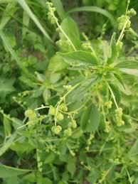 Image result for Micrococca mercurialis