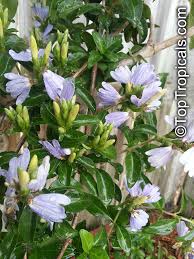 Image result for Sclerochiton