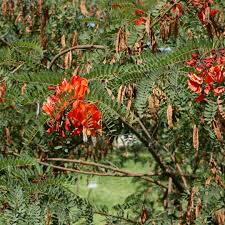 Image result for Sesbania punicea