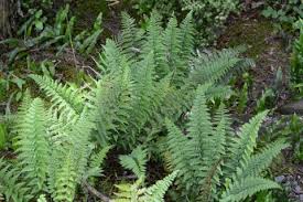 Image result for Asplenium gemmiferum