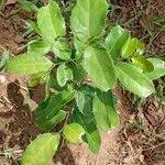 Image result for Rawsonia lucida