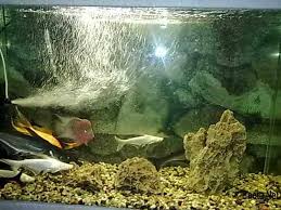 مطعم حدائق اللؤلؤ المدينة المنورة