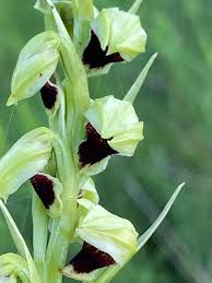 Image result for Orthochilus