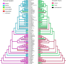 Image result for Heinsia zanzibarica