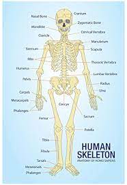 Vintage anatomical drawing medical illustration , pelvis , hip skeleton book page , paper ephemera human anatomy. Human Skeleton Anatomy Anatomical Chart Poster Print 13 X 19in Buy Online In Isle Of Man At Isleofman Desertcart Com Productid 12786042