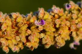 Image result for Coleus cylindraceus