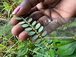 Image result for Phyllanthus fraternus