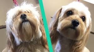 It's a wonderful solution to small apartment living or homes with a small yard. How To Trim A Puppy S Face Teddy Bear Face Teddy Bear Head Youtube